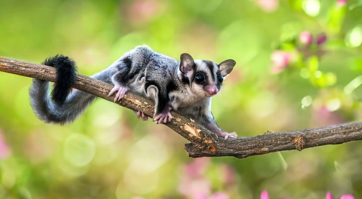 Sugar Gliders