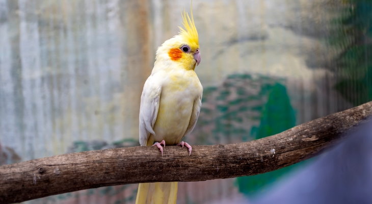 Cockatiels