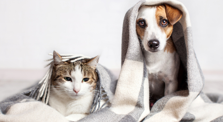 cat-and-dog-under-blanket-667742