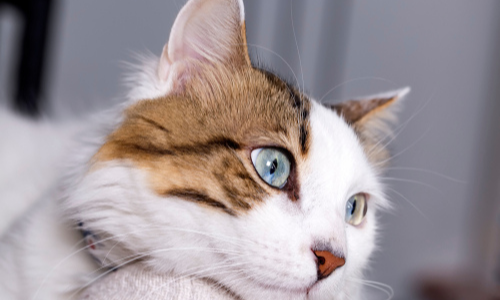 lounging-cat-602255