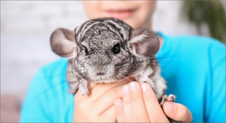 Chinchillas