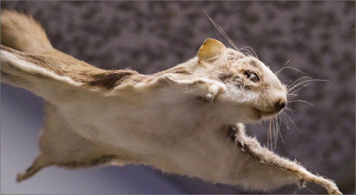 Flying Squirrels