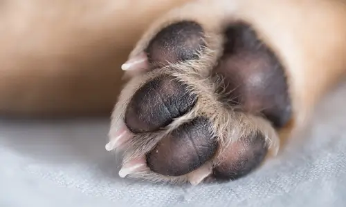 dog-paw-599220