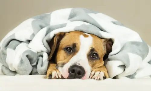 dog-wrapped-in-blanket-610471