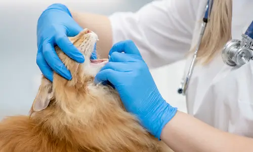 vet-checking-cat-s-teeth-615136